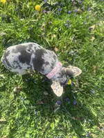 Chanel, a female French Bulldog for sale in Fremont, OH – 7 of 8