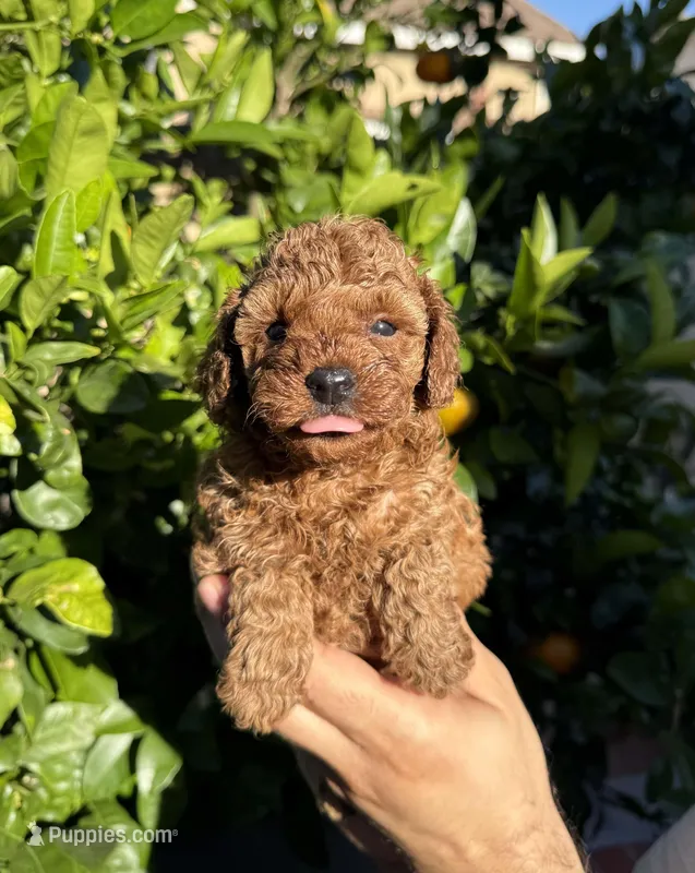 Penelope – Poodle - Toy  puppy for sale in Beverly Hills, CA
