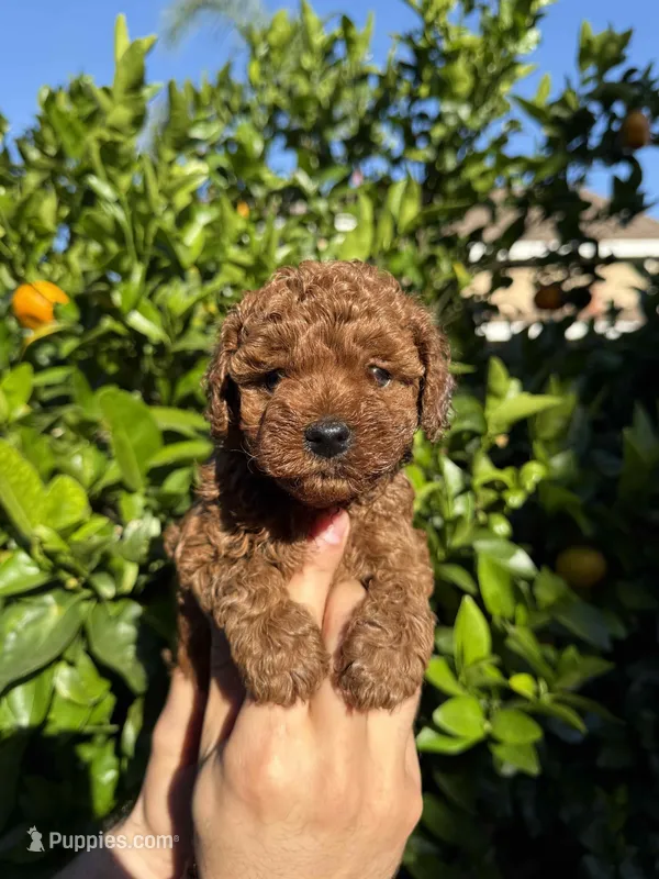 Princess – Poodle - Toy  puppy for sale in Beverly Hills, CA
