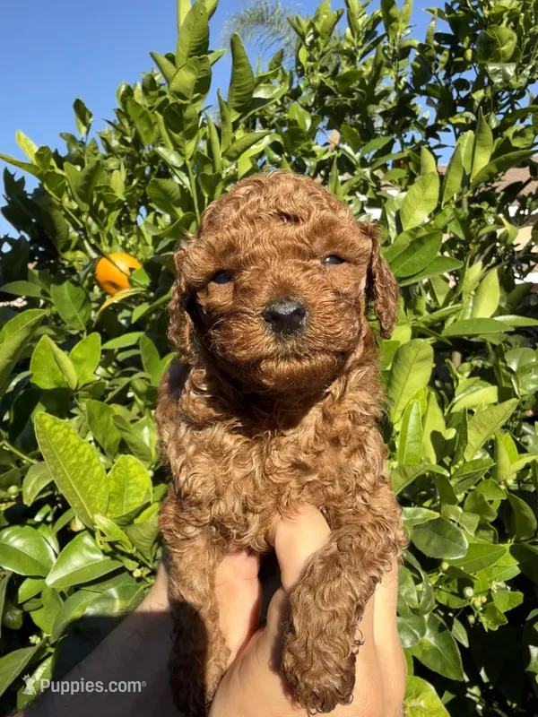 Pablo – Poodle - Toy  puppy for sale in Beverly Hills, CA