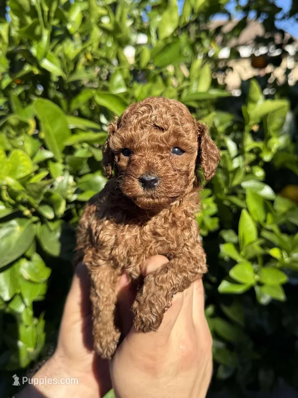 Peter – Poodle - Toy  puppy for sale in Beverly Hills, CA