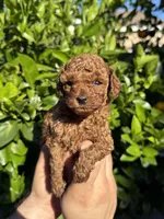 Peter, a male Poodle - Toy  for sale in Beverly Hills, CA – 1 of 1