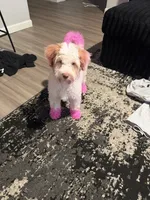 Chanel, a female Cavapoo for sale in Minneapolis, MN – 2 of 3