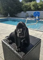 Shadow , a male Basset Hound for sale in Jensen Beach, FL – 3 of 9