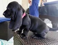 Raven, a female Basset Hound for sale in Jensen Beach, FL – 4 of 4