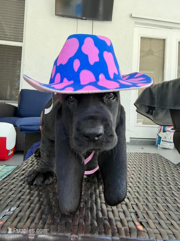 Raven – Basset Hound puppy for sale in Jensen Beach, FL