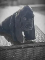 Shadow , a male Basset Hound for sale in Jensen Beach, FL – 5 of 9