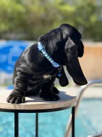blue, a male Basset Hound for sale in Jensen Beach, FL – 9 of 10