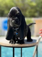 blue, a male Basset Hound for sale in Jensen Beach, FL – 8 of 10