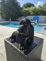 Shadow , a male Basset Hound for sale in Jensen Beach, FL – 7 of 9