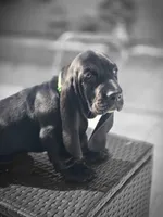 Shadow , a male Basset Hound for sale in Jensen Beach, FL – 4 of 9