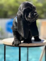 blue, a male Basset Hound for sale in Jensen Beach, FL – 4 of 10