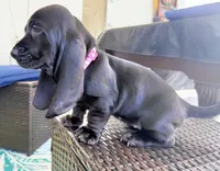 Raven, a female Basset Hound for sale in Jensen Beach, FL – 5 of 6
