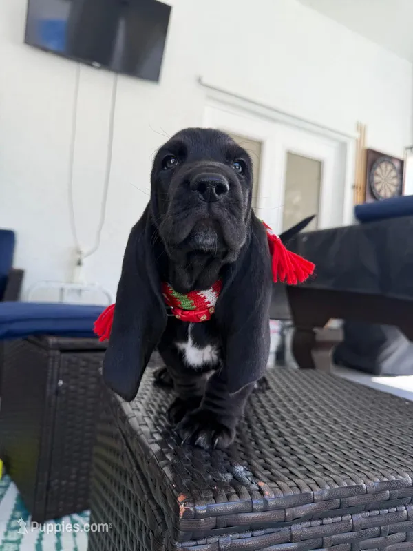 Red – Basset Hound puppy for sale in Jensen Beach, FL