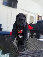 Red, a male Basset Hound for sale in Jensen Beach, FL – 1 of 8