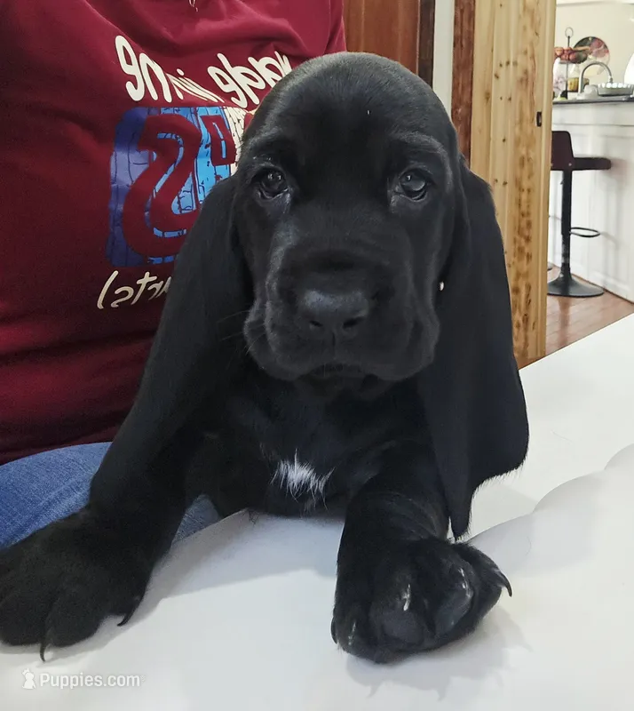 Raven – Basset Hound puppy for sale in Jensen Beach, FL