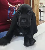 Raven, a female Basset Hound for sale in Jensen Beach, FL – 1 of 6