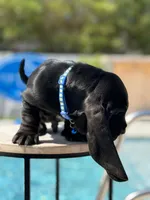blue, a male Basset Hound for sale in Jensen Beach, FL – 10 of 10