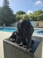 Shadow , a male Basset Hound for sale in Jensen Beach, FL – 8 of 9