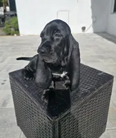 Shadow , a male Basset Hound for sale in Jensen Beach, FL – 6 of 9