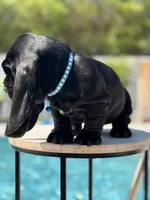 blue, a male Basset Hound for sale in Jensen Beach, FL – 3 of 10