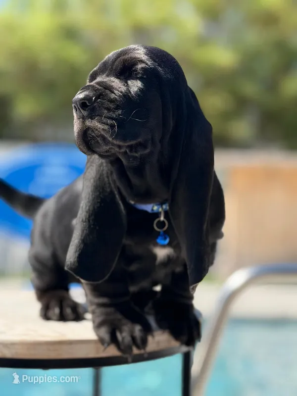 blue – Basset Hound puppy for sale in Jensen Beach, FL