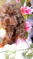 Hersheys , a female Shih Tzu for sale in Chula Vista, CA – Photo 4 of 5