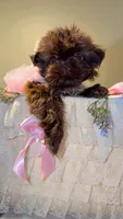 Hersheys , a female Shih Tzu for sale in Chula Vista, CA – Photo 3 of 5