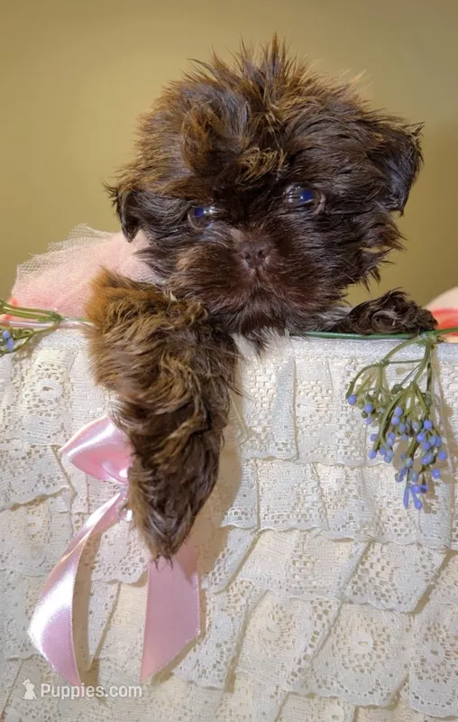 Hersheys , a female Shih Tzu for sale in Chula Vista, CA – Photo 1 of 5