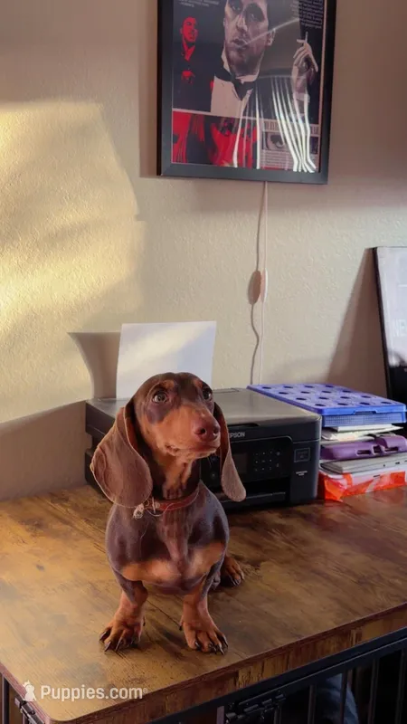 Clyde, a male Miniature Dachshund for sale in Chula Vista, CA – Photo 1 of 4