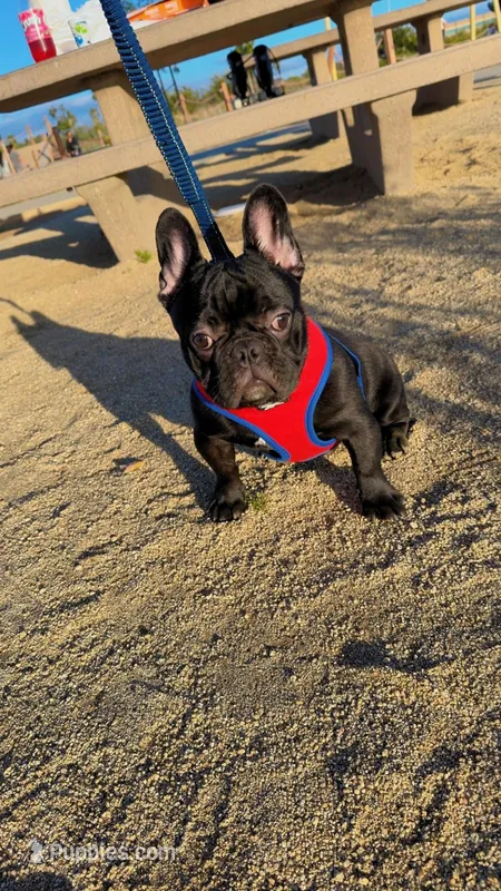 Oreo – French Bulldog puppy for sale in Chula Vista, CA