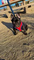 Oreo, a male French Bulldog for sale in Chula Vista, CA – Photo 1 of 6