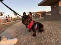 Oreo, a male French Bulldog for sale in Chula Vista, CA – Photo 6 of 6