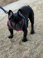 Oreo, a male French Bulldog for sale in Chula Vista, CA – Photo 4 of 6