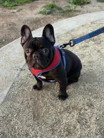 Oreo, a male French Bulldog for sale in Chula Vista, CA – Photo 5 of 6