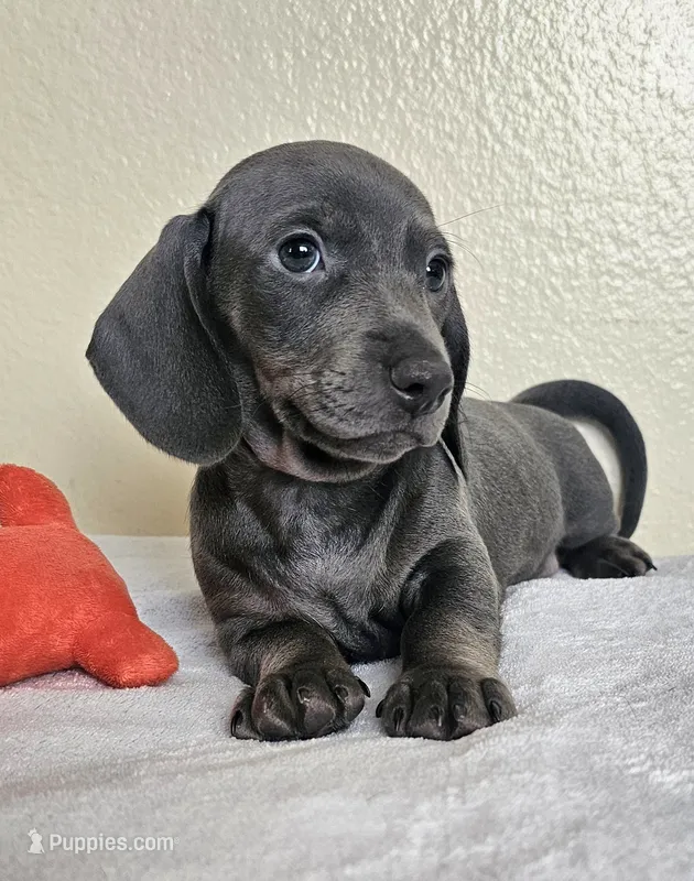 Logan – Dachshund puppy for sale in Broomfield, CO