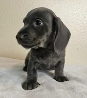 Marcus, a male Dachshund for sale in Broomfield, CO – 6 of 6