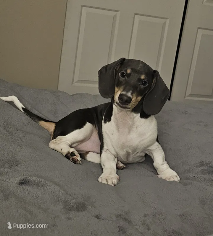 Nora – Dachshund puppy for sale in Denver, CO