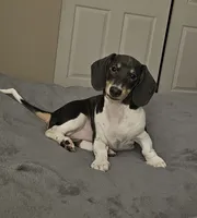 Nora, a female Dachshund for sale in Denver, CO – 1 of 6