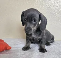 Logan, a male Dachshund for sale in Broomfield, CO – 3 of 5
