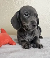 Logan, a male Dachshund for sale in Broomfield, CO – 5 of 5