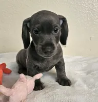 Marcus, a male Dachshund for sale in Broomfield, CO – 5 of 6