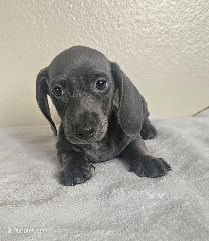 Lucas – Dachshund puppy for sale in Broomfield, CO