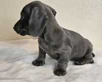Marcus, a male Dachshund for sale in Broomfield, CO – 4 of 6