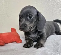 Logan, a male Dachshund for sale in Broomfield, CO – 4 of 5