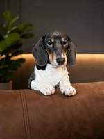 Nora, a female Dachshund for sale in Denver, CO – 2 of 10
