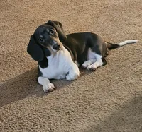 Nora, a female Dachshund for sale in Denver, CO – 5 of 10