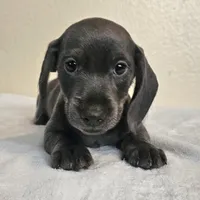 Marcus, a male Dachshund for sale in Broomfield, CO – 1 of 6