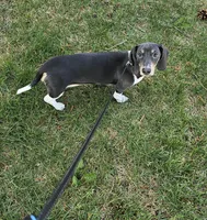 Nora, a female Dachshund for sale in Denver, CO – 7 of 10