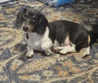 Nora, a female Dachshund for sale in Denver, CO – 6 of 10